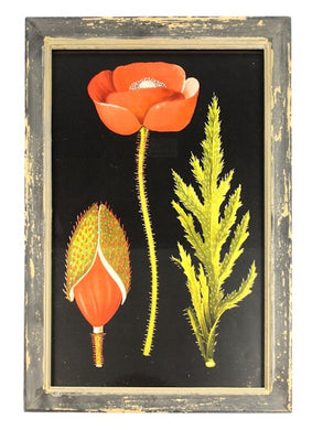 Bild Mohnblume