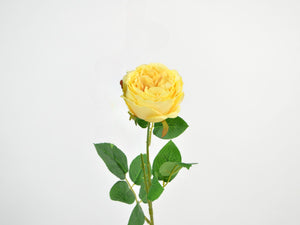Garten-Rose gelb