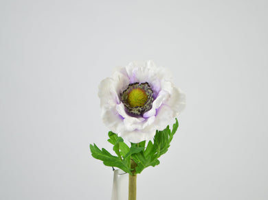 Anemone, weiß mit lila