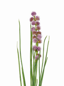 Wiesen-Allium lila