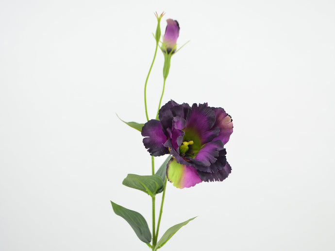 Lisianthus 'Cora' violet