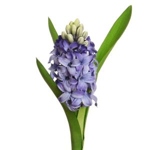 Hyazinthe blau