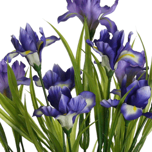 Iris-Busch, blau x 9