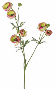 Ranunkel x 3, grün-rosa