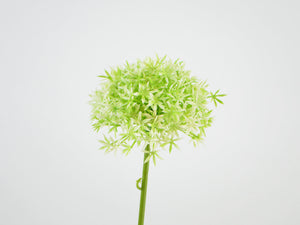 Allium Isa, creme-grün