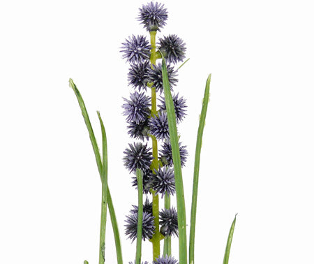 Wiesen-Allium blau