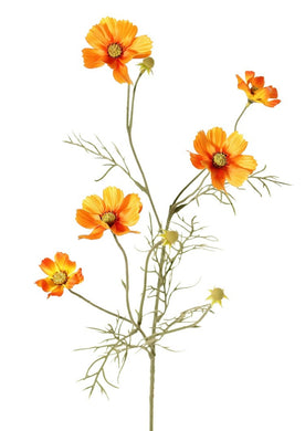 Cosmea orange