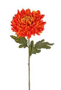 Chrysantheme 'Agneta' orange