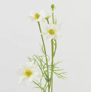 Cosmea, weiß