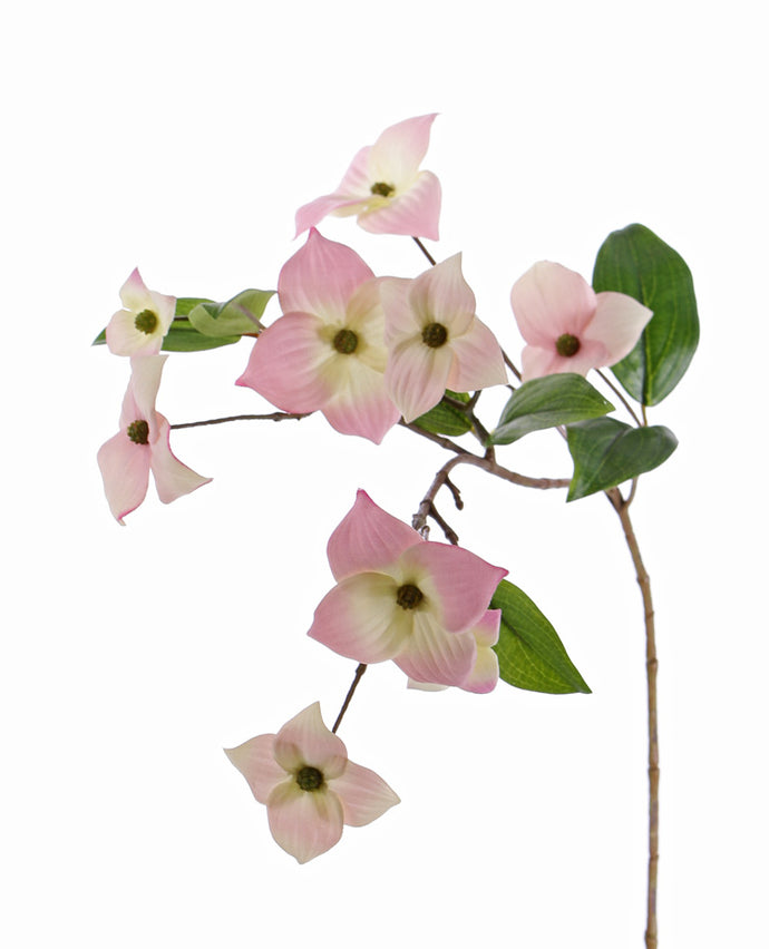 Japanischer Blüten-Hartriegel, rosa