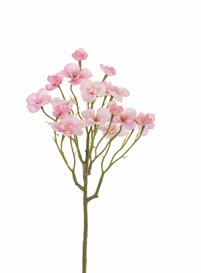 Begonia-Papaya-Zweig, rosa
