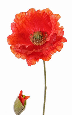 Mohnblume 'Shiny'