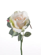 Laden Sie das Bild in den Galerie-Viewer, Rose &#39;Alice&#39; de luxe weiß-rosa