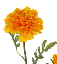 Laden Sie das Bild in den Galerie-Viewer, Studentenblume, gelb-orange