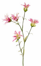 Laden Sie das Bild in den Galerie-Viewer, Dianthus rosa-pink