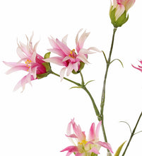 Laden Sie das Bild in den Galerie-Viewer, Dianthus rosa-pink