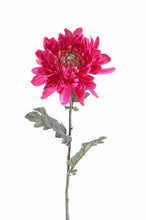 Laden Sie das Bild in den Galerie-Viewer, Kugel-Chrysantheme &#39;New Art&#39; pink