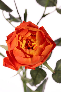 Rose 'Ariana' orange