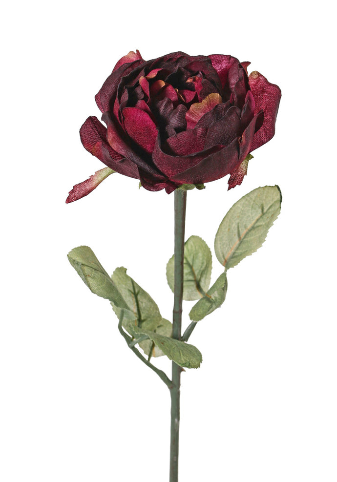 Rose 'Diana' aubergine