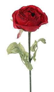 Rose 'Diana' rot