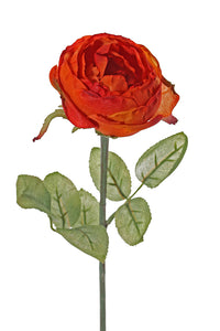 Rose 'Diana' orange