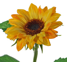 Laden Sie das Bild in den Galerie-Viewer, Sonnenblume (Helianthus) gelb