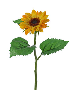 Sonnenblume (Helianthus) gelb