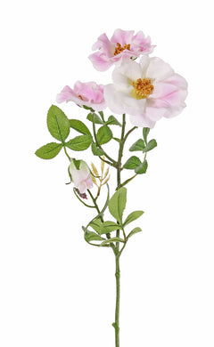 Wildrose rosa-weiß