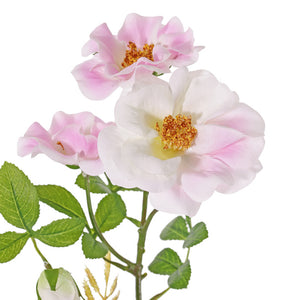 Wildrose rosa-weiß