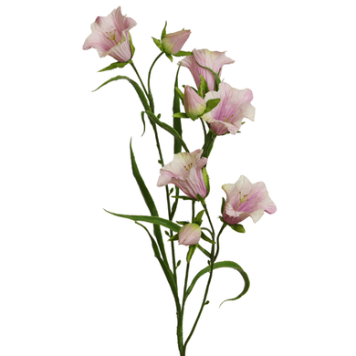 Glockenblume, hellrosa