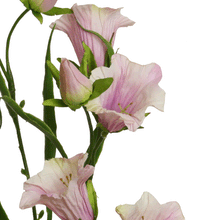 Laden Sie das Bild in den Galerie-Viewer, Glockenblume, hellrosa
