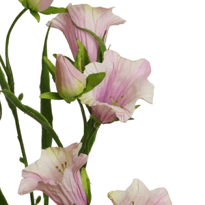 Glockenblume, hellrosa