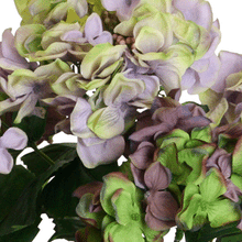 Laden Sie das Bild in den Galerie-Viewer, Hortensien-Busch x 5, purple-grün