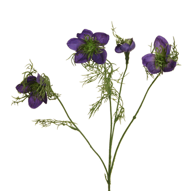 Nigella blau-violet