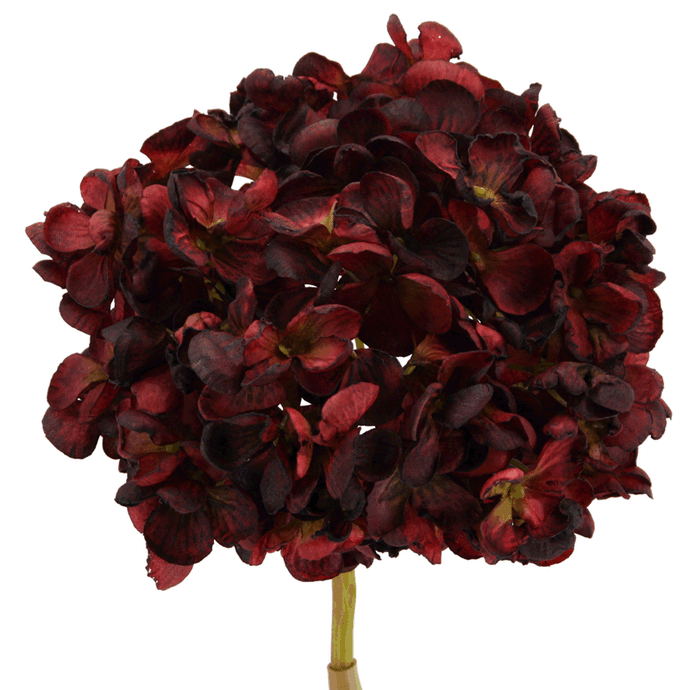 Hortensie 'Herbst', burgund-schwarz