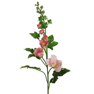 Stockrose rosa