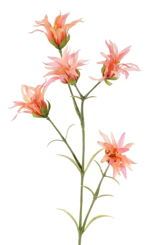 Dianthus orange-pink
