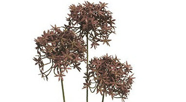 Allium 'Gabon', natur-braun