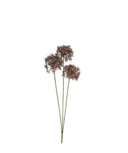 Allium 'Gabon', natur-braun