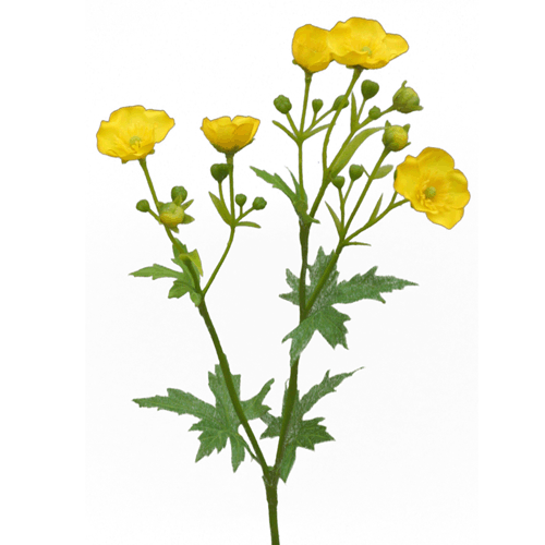 kriechender hahnenfuß butterblume Butterblume, gelb – Camandus