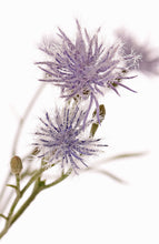 Laden Sie das Bild in den Galerie-Viewer, Flockenblume blau
