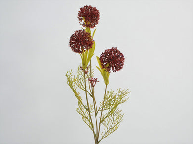 Allium 'Martha' burgund