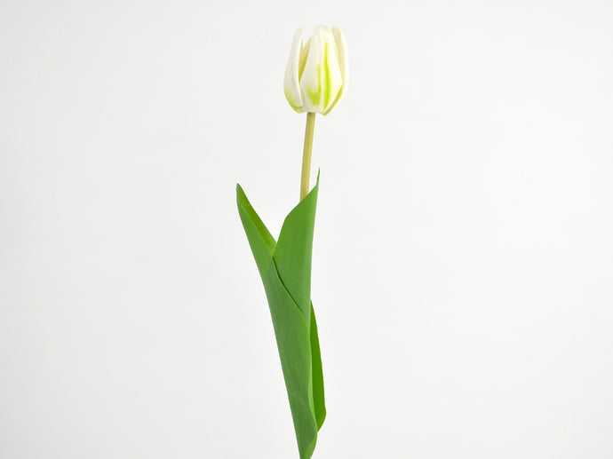 Tulpe 'Hedda' weiß-grün