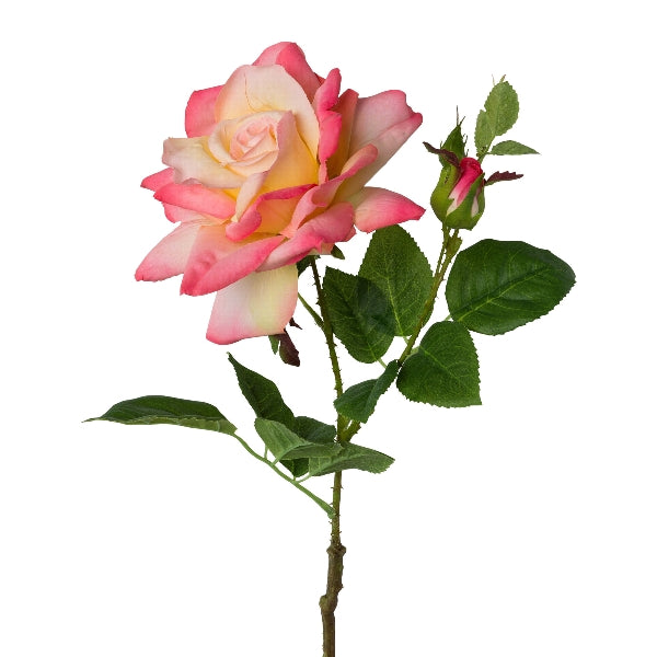 Rose 'Amalia' rosa, real touch