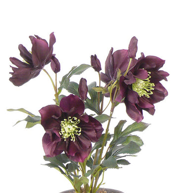 Christrosen-Pflanze, violet