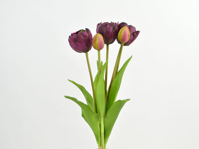 Tulpen-Bündel 'Viola' dunkel-violett x5