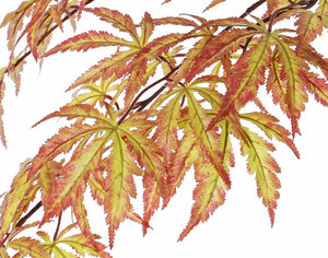 Japanischer Herbst-Ahorn-Zweig