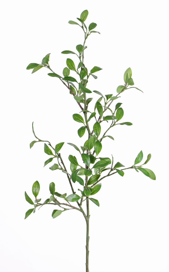 Liguster-Zweig, grün