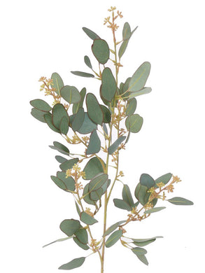 Eucalyptus mit Blüte, grau-grün
