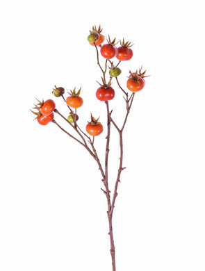 Hagebutte 'Kartoffelrose', orange